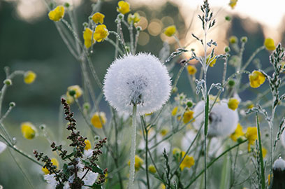 tame spring allergies